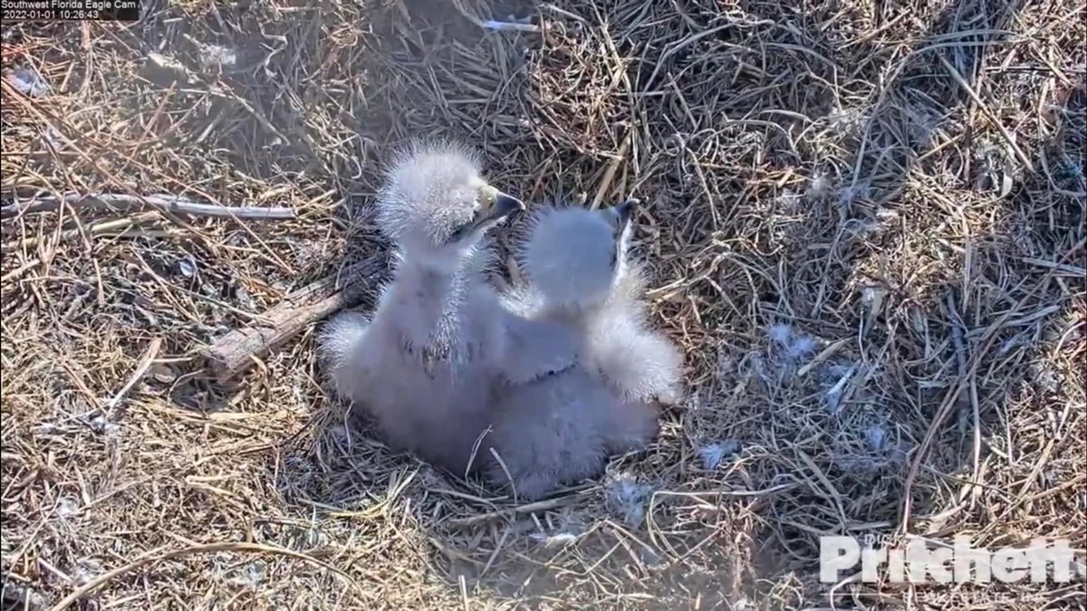 SWFLEagleCAM's tweet photo. Hugging eaglets is the best start to 2022 we could imagine. 😍 Happy New Year, All!
https://t.co/YBIKaaUcaX https://t.co/sU7gdngU05