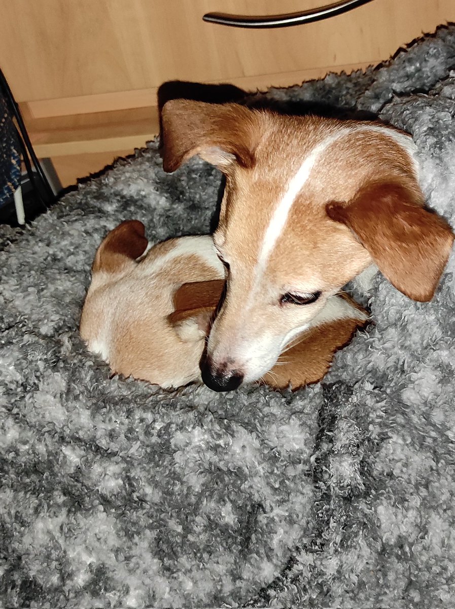 J 🐶 &amp; J 🐶 enjoying their new fluffy van blanket! It's a dog's life, A x