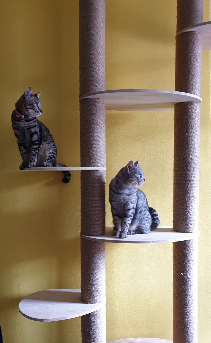 CatStorageIdeas's tweet photo. Happy New Year from Misty and Nelly! They will return soon with more storage ideas, please look forward to it! https://t.co/q3Ow86Lev2