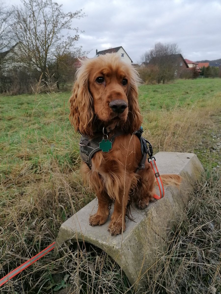 markusbruehl's tweet photo. Neujahrsspaziergang heute Mittag... #dogcontent #CleoCocker https://t.co/pxVQY37pwL