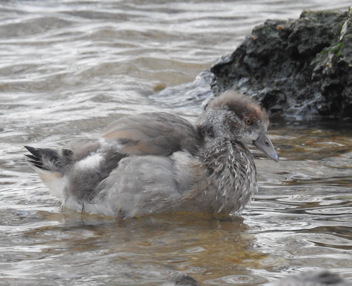 GarybirderNflk's tweet photo. #lowcarbonbirding today, 38k Steps, 16 Miles, 93 Species of Birds, Mammals 6, Moths 2 and 34 Flowering Plants on this barmy 1st Jan. (FYI 2 of 5 Egyptian Goose goslings that hatch the last week of Nov, still going strong) https://t.co/8IEt0iR4T9