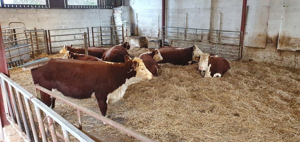 Brambles Herefords tweet media