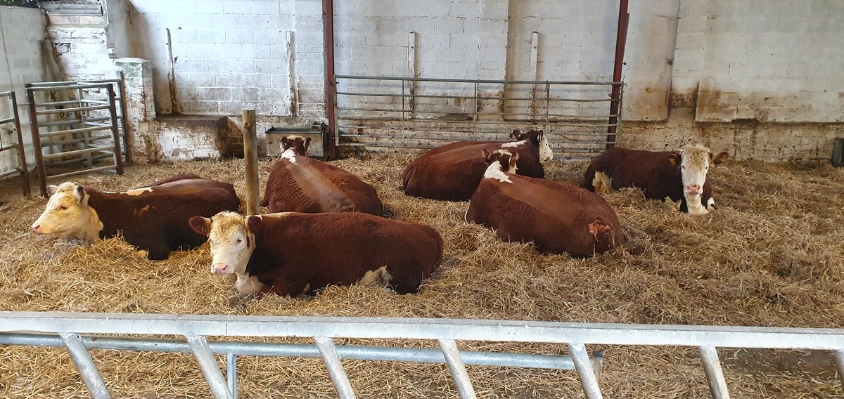 Brambles Herefords tweet media