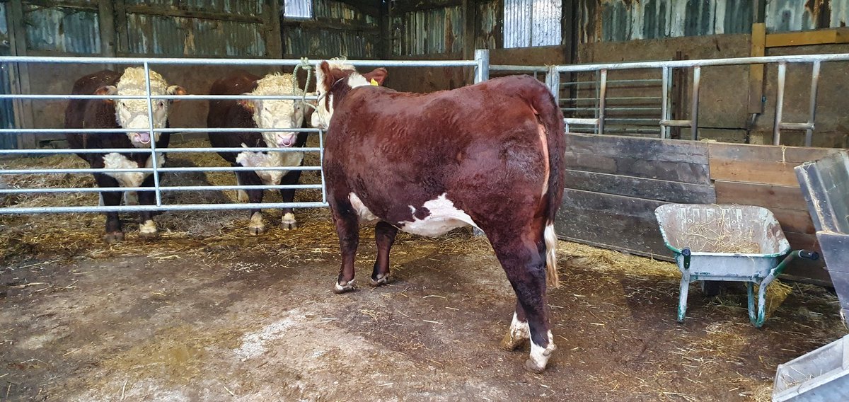 Brambles Herefords tweet media