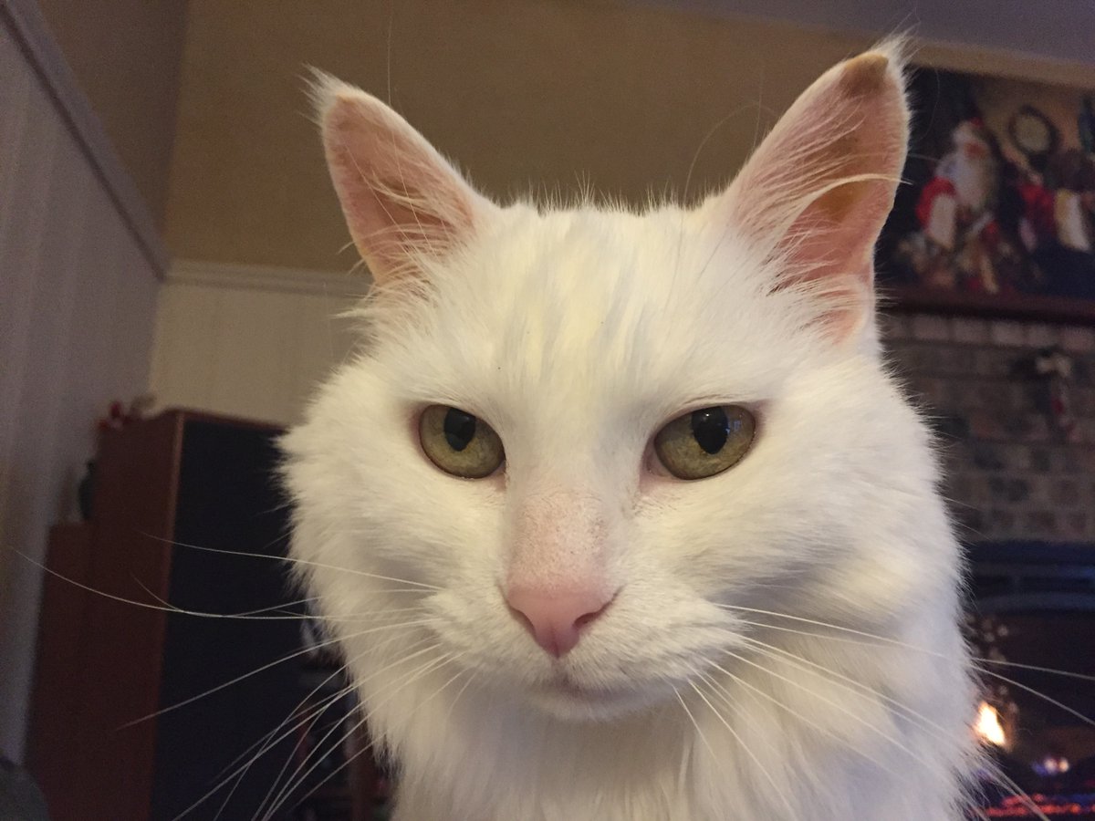 g_puffalo's tweet photo. Happy New Year!  #Caturday #CatsOfTwitter https://t.co/1zFEEhETzG