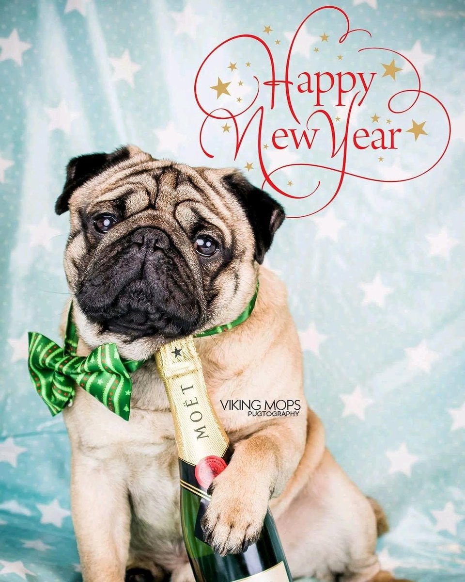 JoinThePugs's tweet photo. Happy New Year from Join the Pugs! Thank you to @VikingMops 💔

#puglove #HAPPYNEWYEAR2022 #NewYearsDay2022 #puglife https://t.co/9AQvLyGWbA