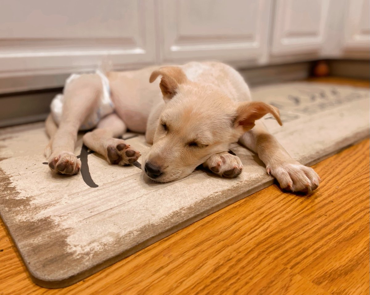 Meet Sadie Grace. 🐶

Just hours after birth, she (and the rest of the litter she was born in) was dumped in the middle of the desert to die. She’s never had a momma but she’s my baby puppy now. ❤️