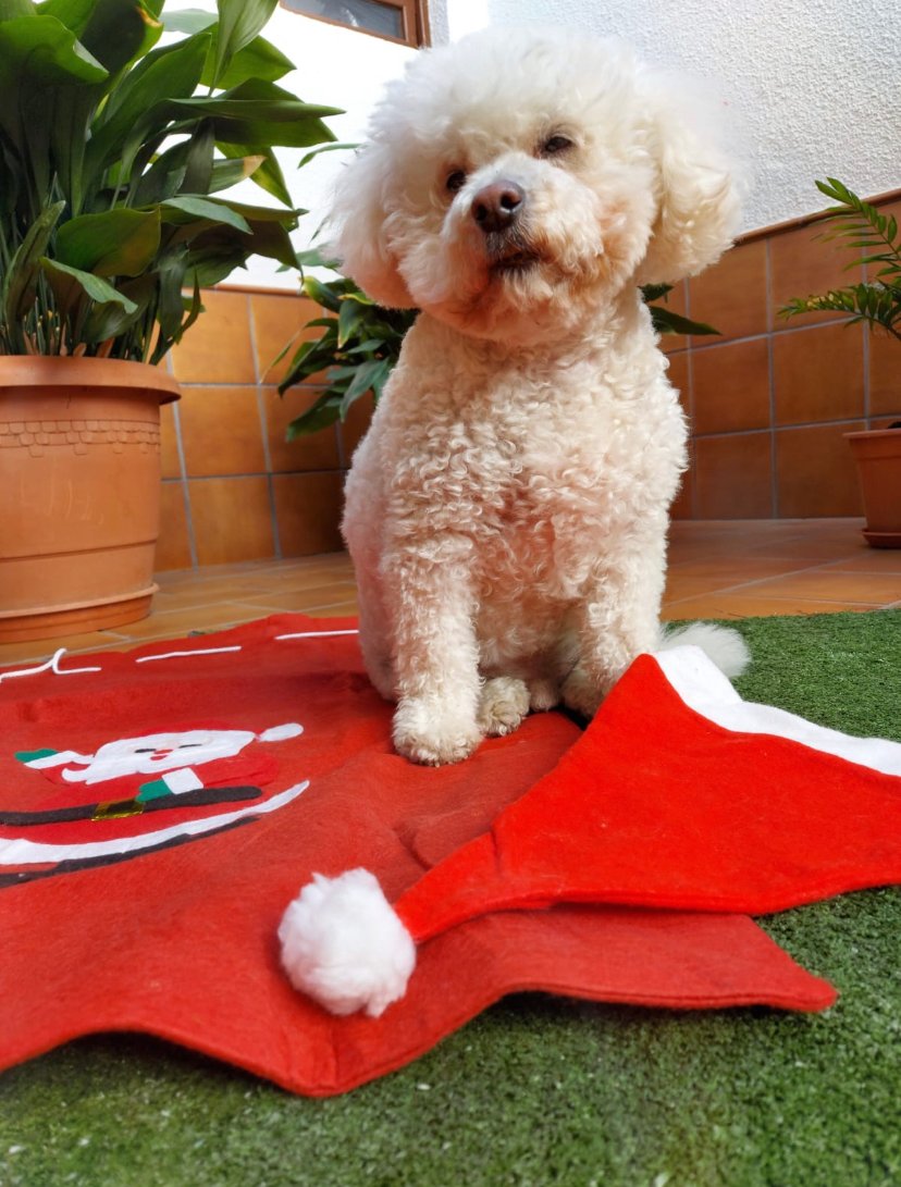 lookmypets's tweet photo. New pet created on LookMyPets! Check out Cooper's online profile!https://t.co/XX35rFEfgR

Do you want to create your pet's profile? https://t.co/UYdKn1R9Bx

#pets #petprofile #petfinder https://t.co/qqlwE53xpY