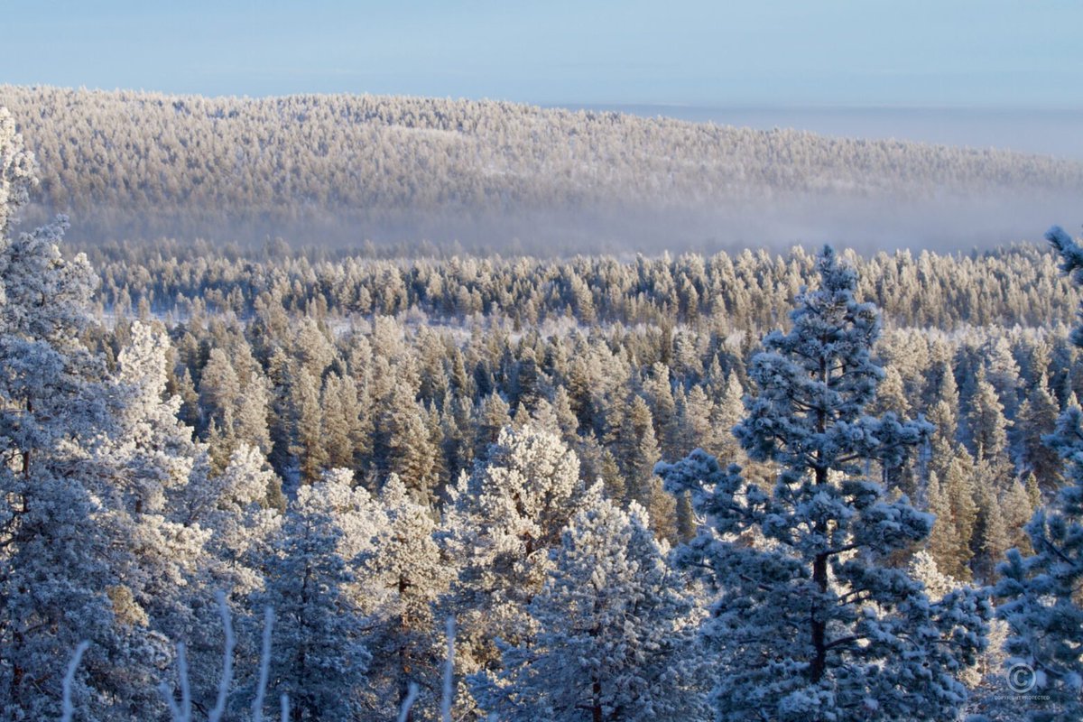 VisualFinland's tweet image. Enontekiö kirkkaana pakkaspäivänä – näkymiä Jyppyrän päältä Lapin metsämaisemiin.

Nämä ja muut maisemakuvat kaikkialta Suomesta löytyvät Visual Finland -kuvapankista. Tervetuloa ihailemaan kotimaamme kauneutta: visualfinland.com

#luonto #lappi #maisema #kuvapankki #suomi