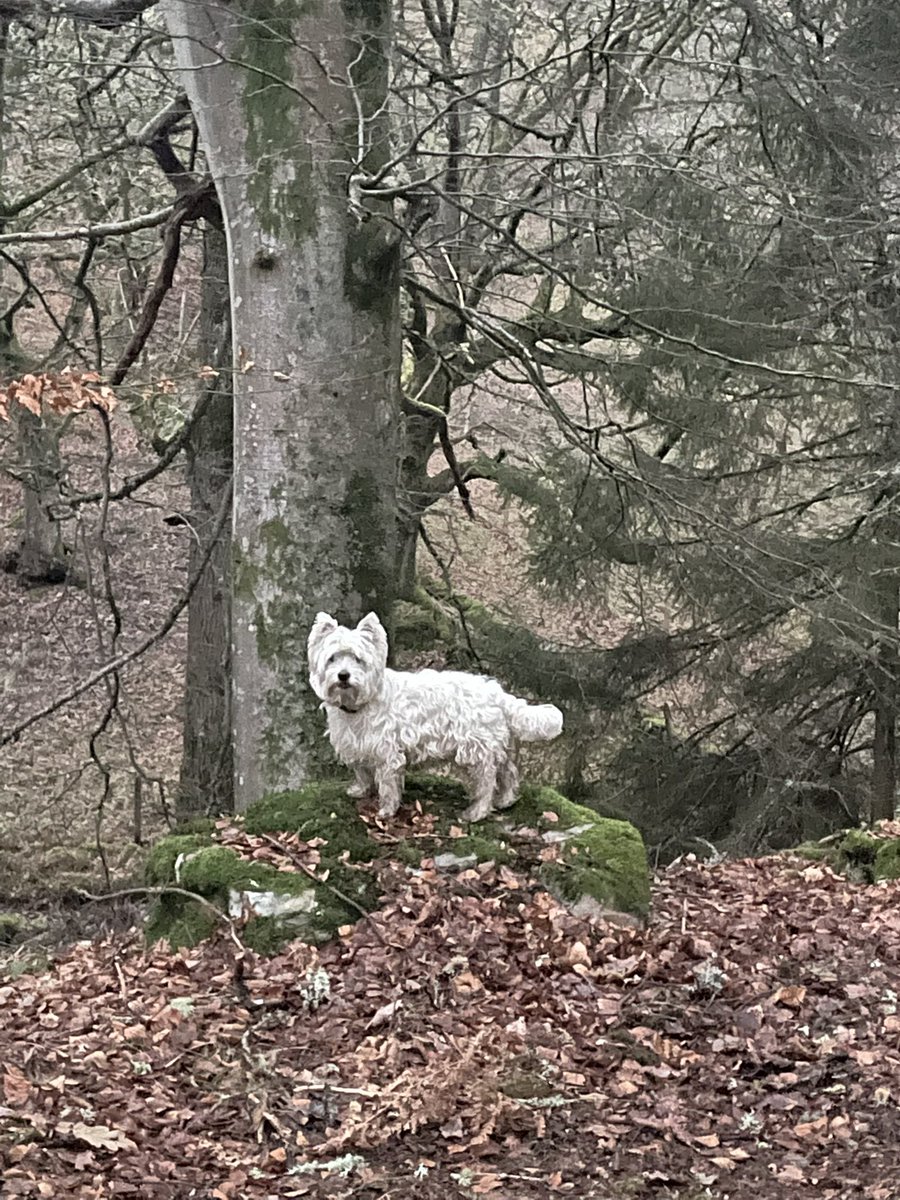 jk_rowling's tweet image. New Year’s Day walk in beautifully spooky woods. Happy 22, everyone 
🌲 🕸🌳 🦌🏴󠁧󠁢󠁳󠁣󠁴󠁿#2022NewYear