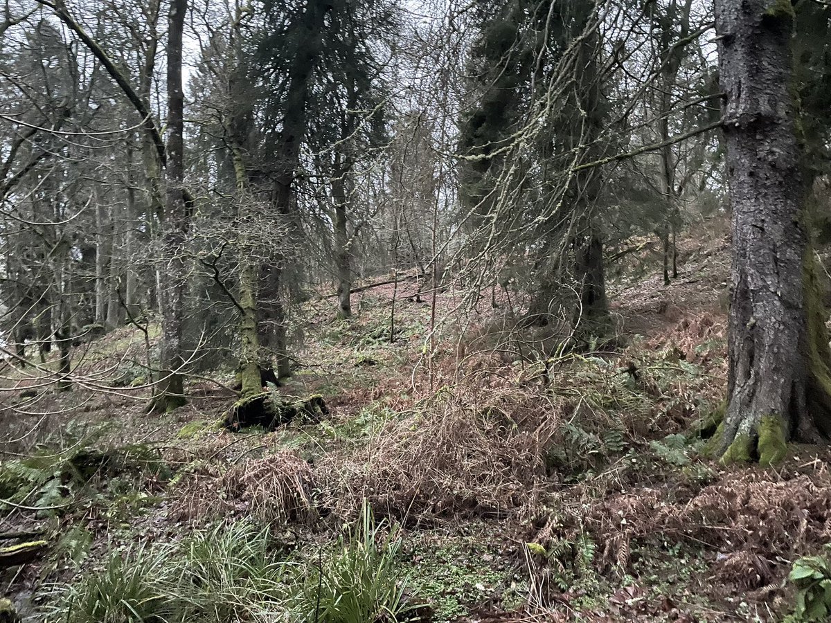 jk_rowling's tweet image. New Year’s Day walk in beautifully spooky woods. Happy 22, everyone 
🌲 🕸🌳 🦌🏴󠁧󠁢󠁳󠁣󠁴󠁿#2022NewYear