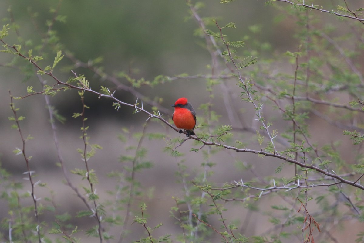 Vermilion flycatcher #birdphotography