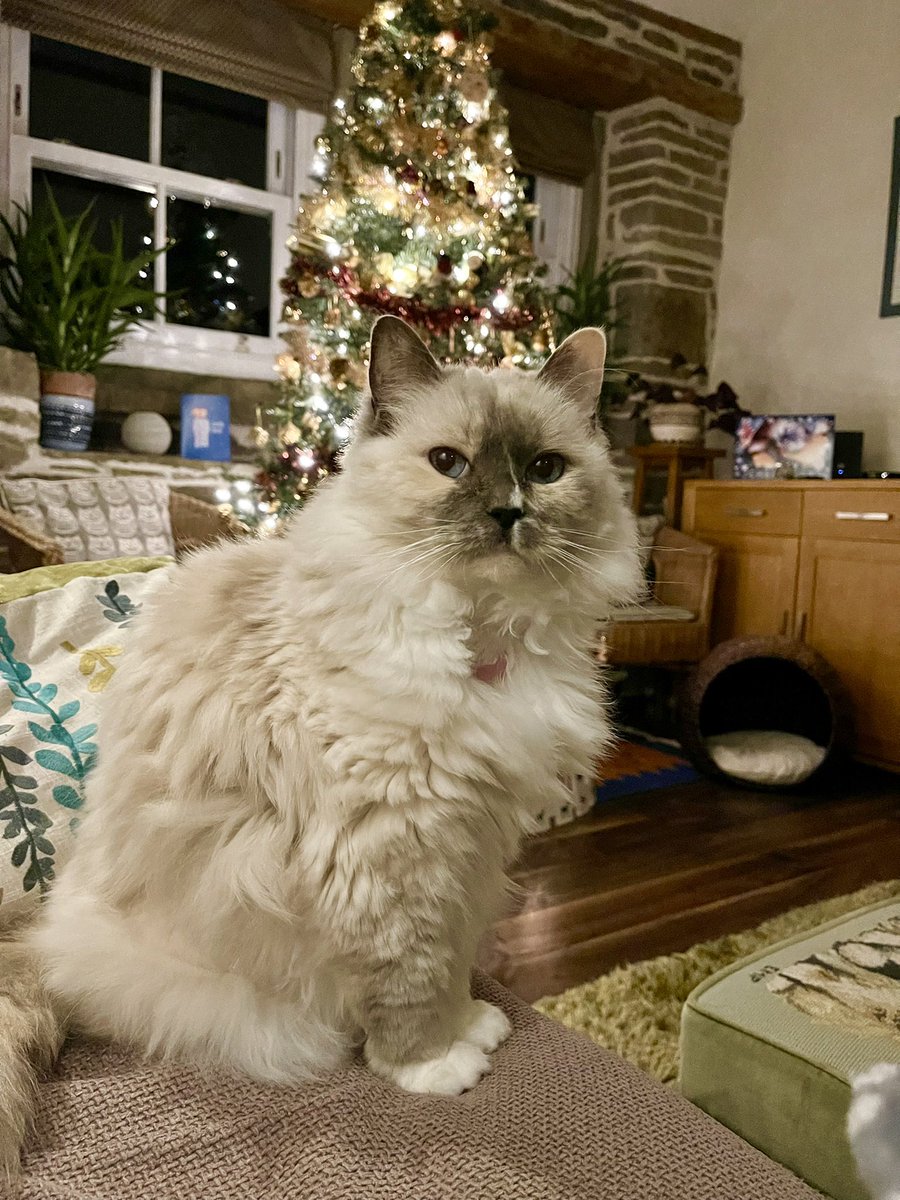 Betty_Boo_Kat's tweet photo. It’s the last day of our Christmouse Tree 🎄😿🎄 and I’m not furrry happy about it ✨😾✨ #Caturday #NewYear2022 https://t.co/4kZUTUwibt