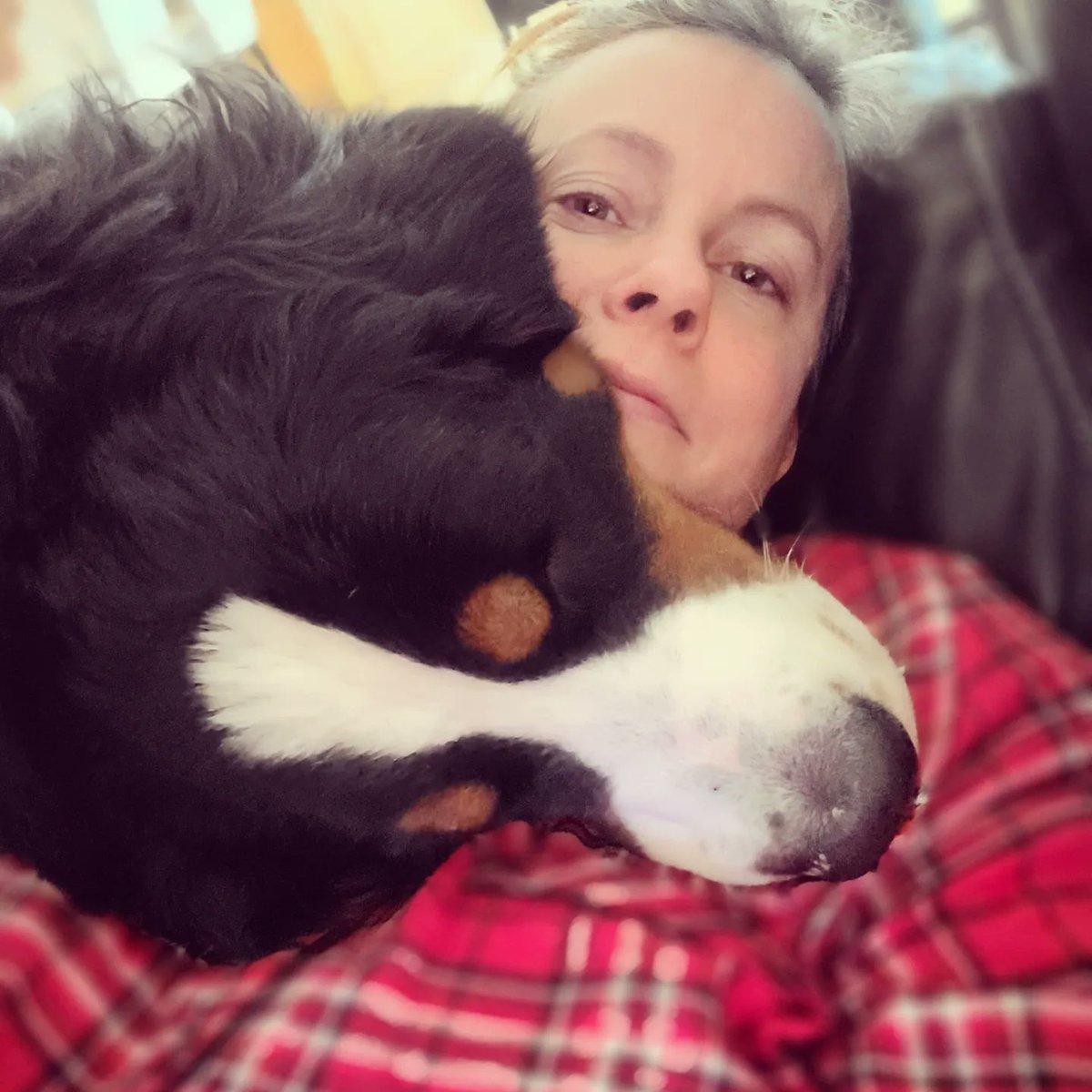 F1r3danc3r's tweet photo. 1️⃣ year old
0️⃣ concept of personal space

Happy birthday, fluffy puppy! ❤🐾
#Hattie #bernesemountaindog #birthdaygirl #newyearsbaby #bestpresentever https://t.co/FgRSPRgylA