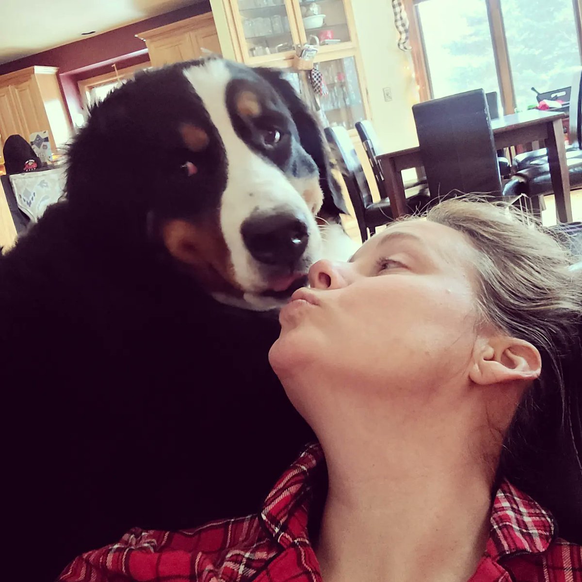 F1r3danc3r's tweet photo. 1️⃣ year old
0️⃣ concept of personal space

Happy birthday, fluffy puppy! ❤🐾
#Hattie #bernesemountaindog #birthdaygirl #newyearsbaby #bestpresentever https://t.co/FgRSPRgylA