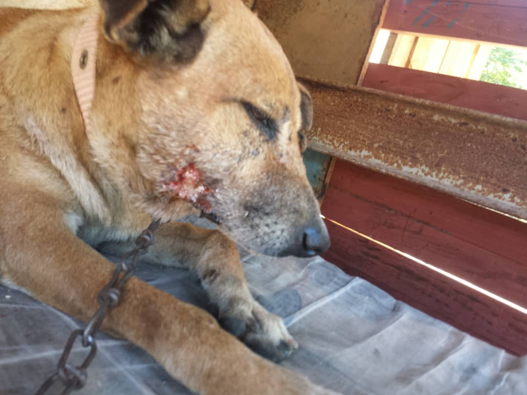 Nuestra perrita de #Guigue, Carabobo, que está siendo atendida todos los días por @josefinaguerra74liber  con ayuda de personas que han hecho llegar antibióticos, medicinas, e insumos. 

Si deseas ayudarla +58 412-7670131 puedes comunicarte directamente con Josefina