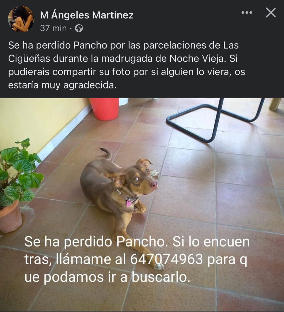 JoseManuelSB85's tweet photo. Pancho se perdió anoche en las parcelaciones de Las Cigüeñas (Córdoba). El pobre animal se asustó debido a la cantidad de petardos empleados para festejar la Nochevieja. Sus dueños necesitan ayuda para encontrarlo. RT, por favor. Y ojalá se acabe de una vez la maldita pirotecnia. https://t.co/cI8J0VyXmf