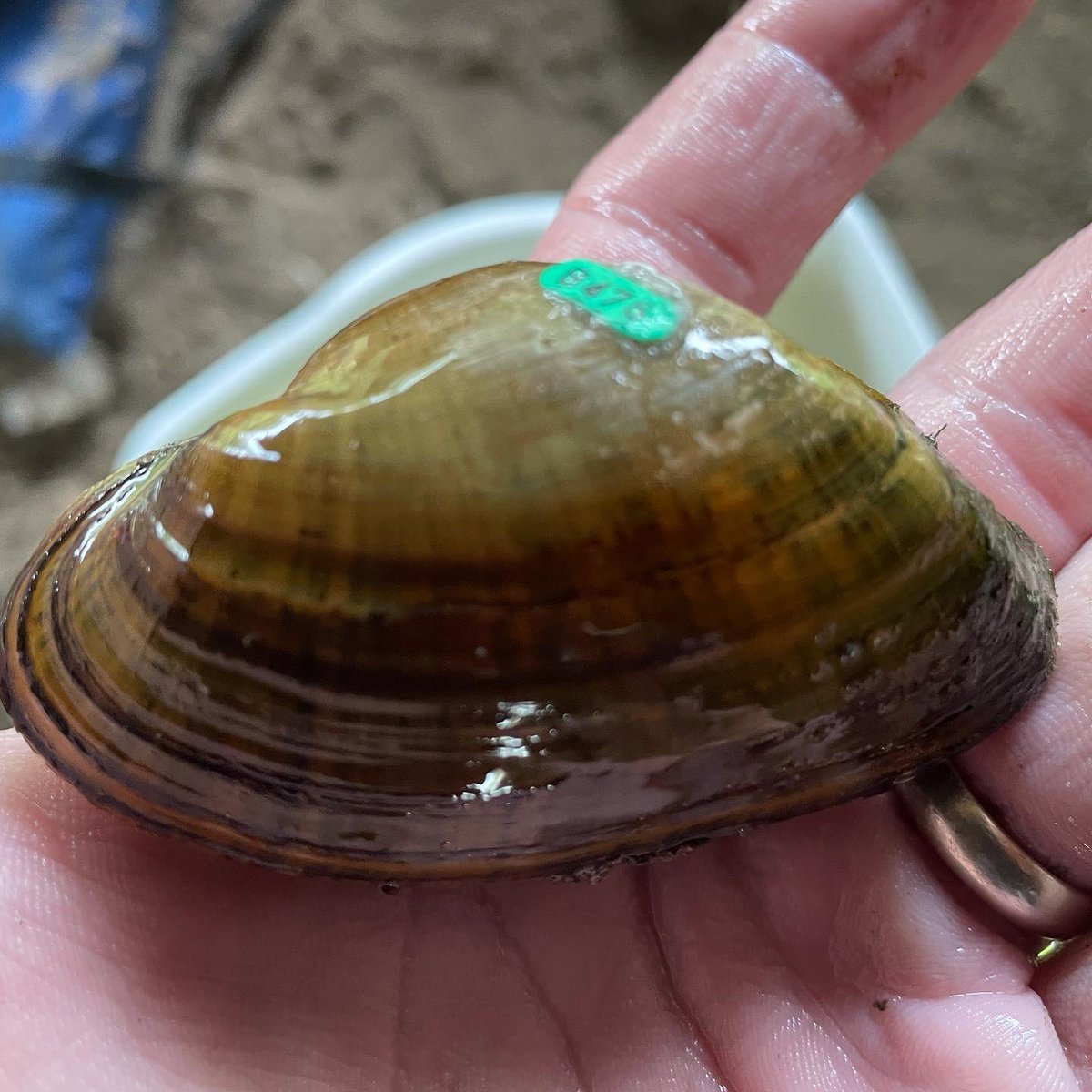 jayhawktiemann's tweet photo. I smell you @DrTravisW. Your pic looks good but these feel and sound better…
Happy New Year!
#RiverRat
#RockRiver
#NeoshoRiver
#FreshwaterMussels
#Madtom
#OldChub https://t.co/VVeyi2lesD