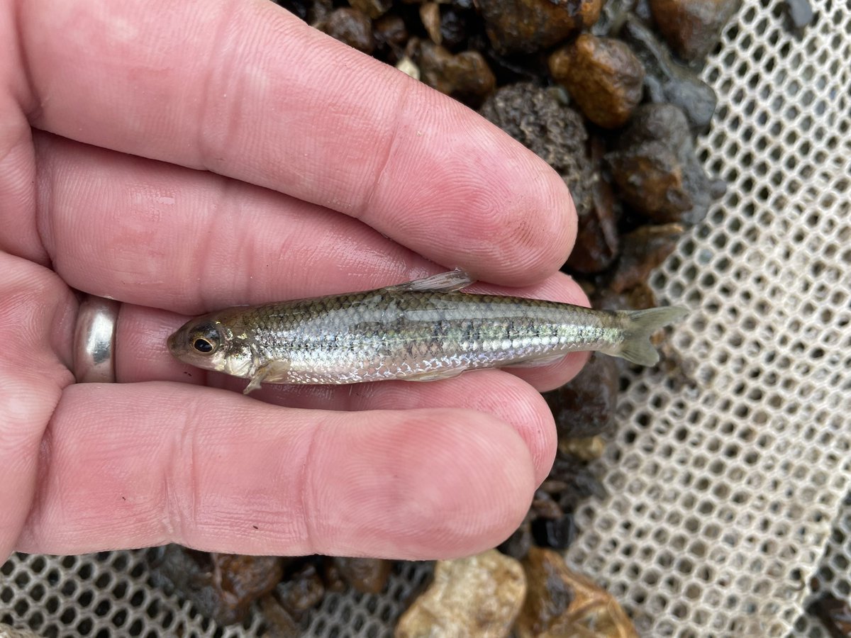 jayhawktiemann's tweet photo. I smell you @DrTravisW. Your pic looks good but these feel and sound better…
Happy New Year!
#RiverRat
#RockRiver
#NeoshoRiver
#FreshwaterMussels
#Madtom
#OldChub https://t.co/VVeyi2lesD