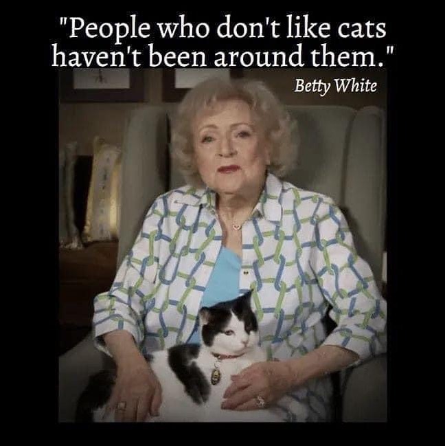HorrorCats's tweet photo. https://t.co/IYMHIB735d