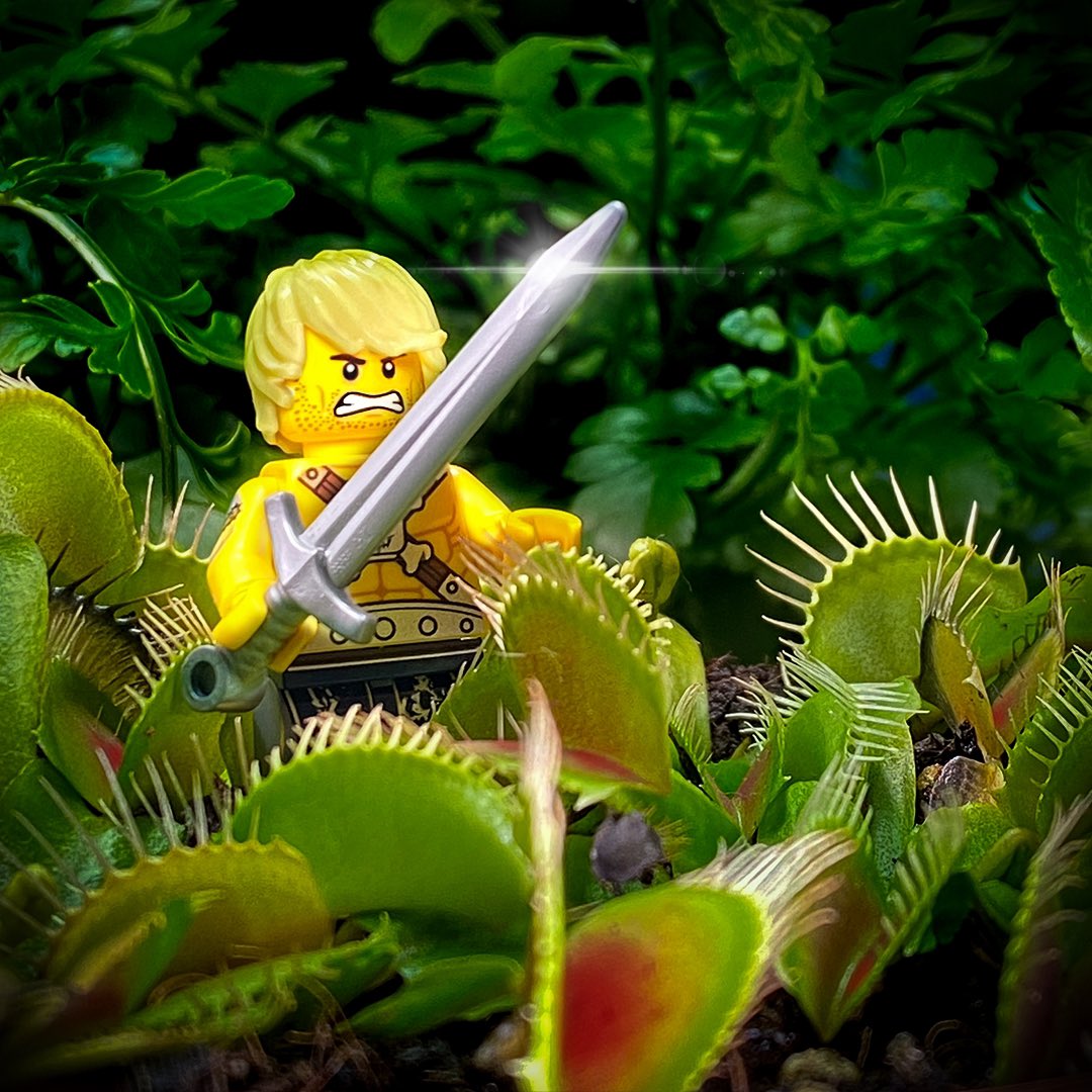 karstensbricks's tweet photo. Burk the Berserker makes his way through the dangerous Franconian swamps 😉
.
.
#lego #minifigures #legominifigures #legominifigs #legophotography #legophoto #toyphotography #toy_photographers #toyphotographers #toy_photography #brickcentral #iphoneography #shotoniphone https://t.co/4z9wbgJqZb