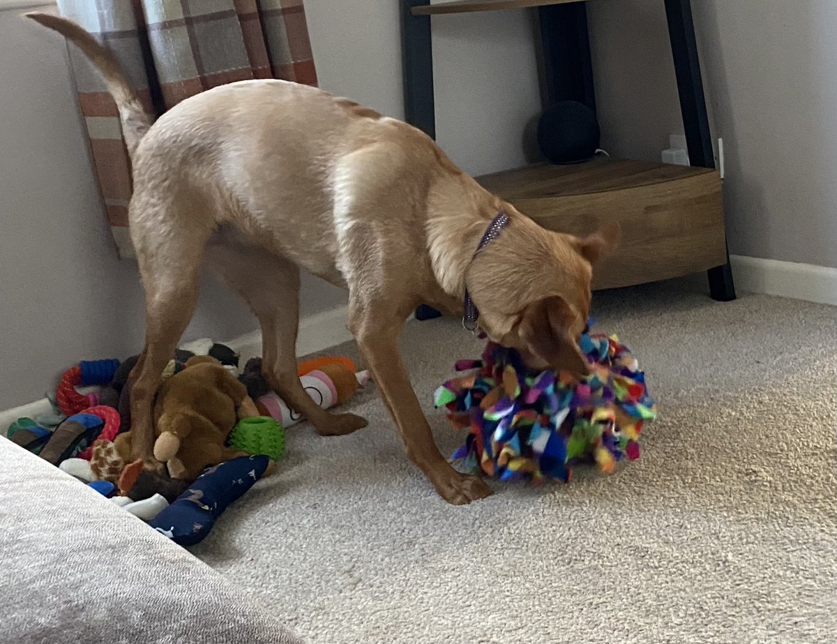Milliemonx's tweet photo. This is my snuffle ball https://t.co/nYmgYt7oUk