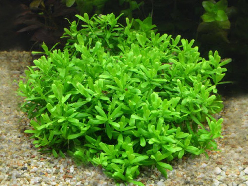 хедиотис аквариумное. хедиотис зальцмана. хедиотис зальцмана и бакопа. хедиотис аквариумное. хедиотис зальцмана (hedyotis salzmannii).