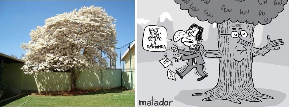 ValenciaNels0n's tweet photo. Este es el #RobleBlanco, de entre las especies de Roble, el más fuerte, fino y valioso de los robles.
Los diseños con esta madera permiten un gran flujo espacial ininterrumpido, además, su corteza sirve para algunos medicamentos.
#RobledoPresidente2022. https://t.co/ATFCek1XCD