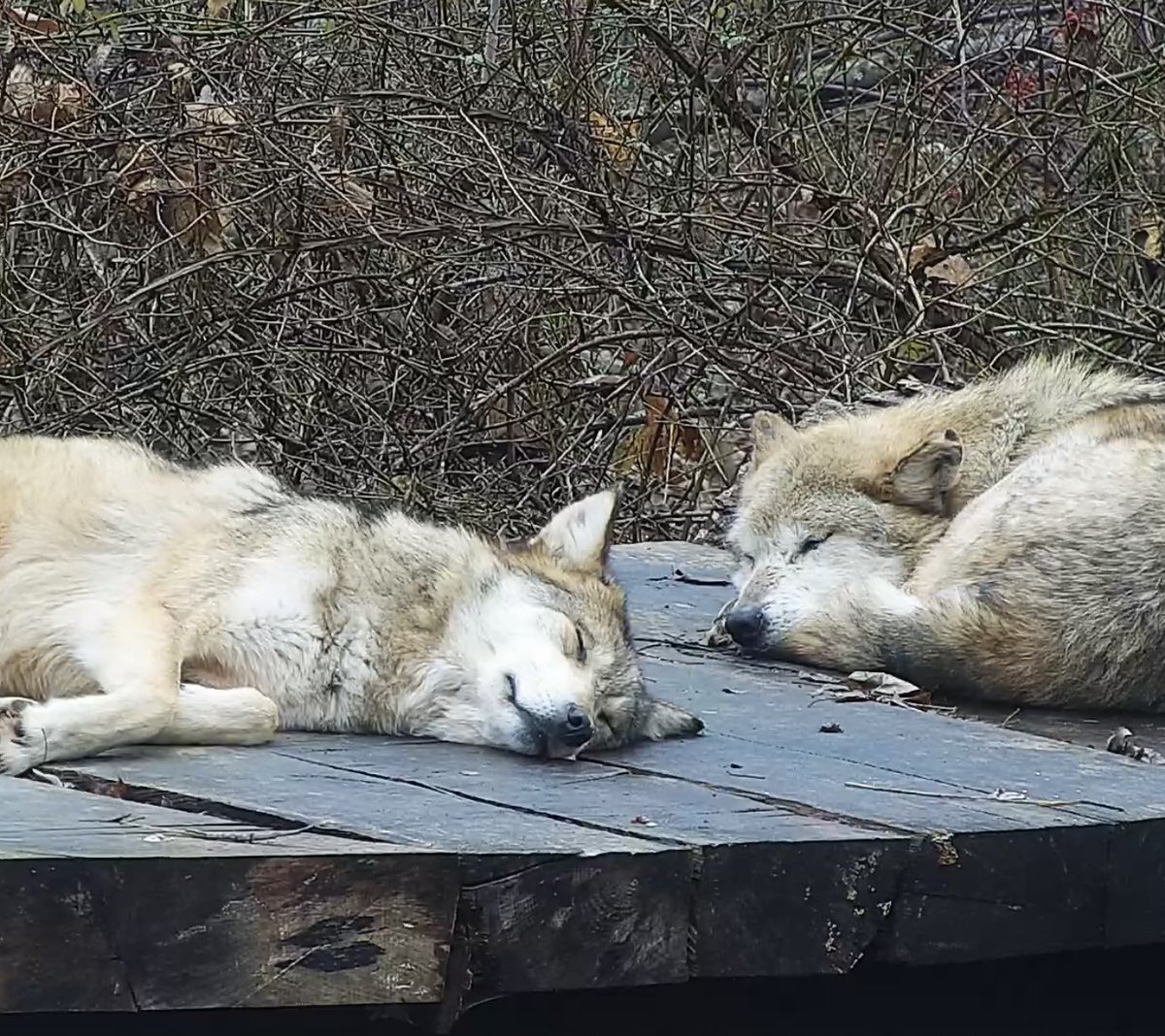 nywolforg's tweet photo. Wolves nap together, live together, + most importantly, love together.
When it comes to wolves, it's all about family ❤️

Get cozy with the Mexican gray wolves right now ➡️  https://t.co/7Om1WVqhgI https://t.co/V7pBIr21MH