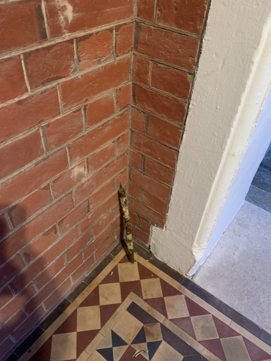 Shingle_beach's tweet photo. Evidence that 1yr old dogs are equivalent to seven year old children: Ted the cockerpoo who lives downstairs has a stick collection that he leaves in the porch, just like. H did when he was 7 #DogsofTwittter #stickcollection https://t.co/lXKJ6KErgV