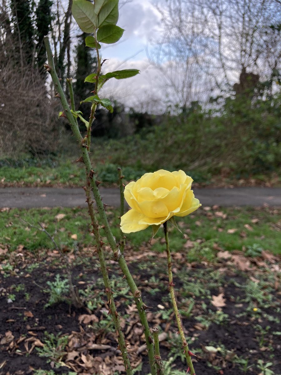 DriSeb's tweet photo. Happy New Year 🥳 🍾🎶. A lone yellow rose in a park nearby. A colourful start of 2022. https://t.co/vvwEy8wJ8w