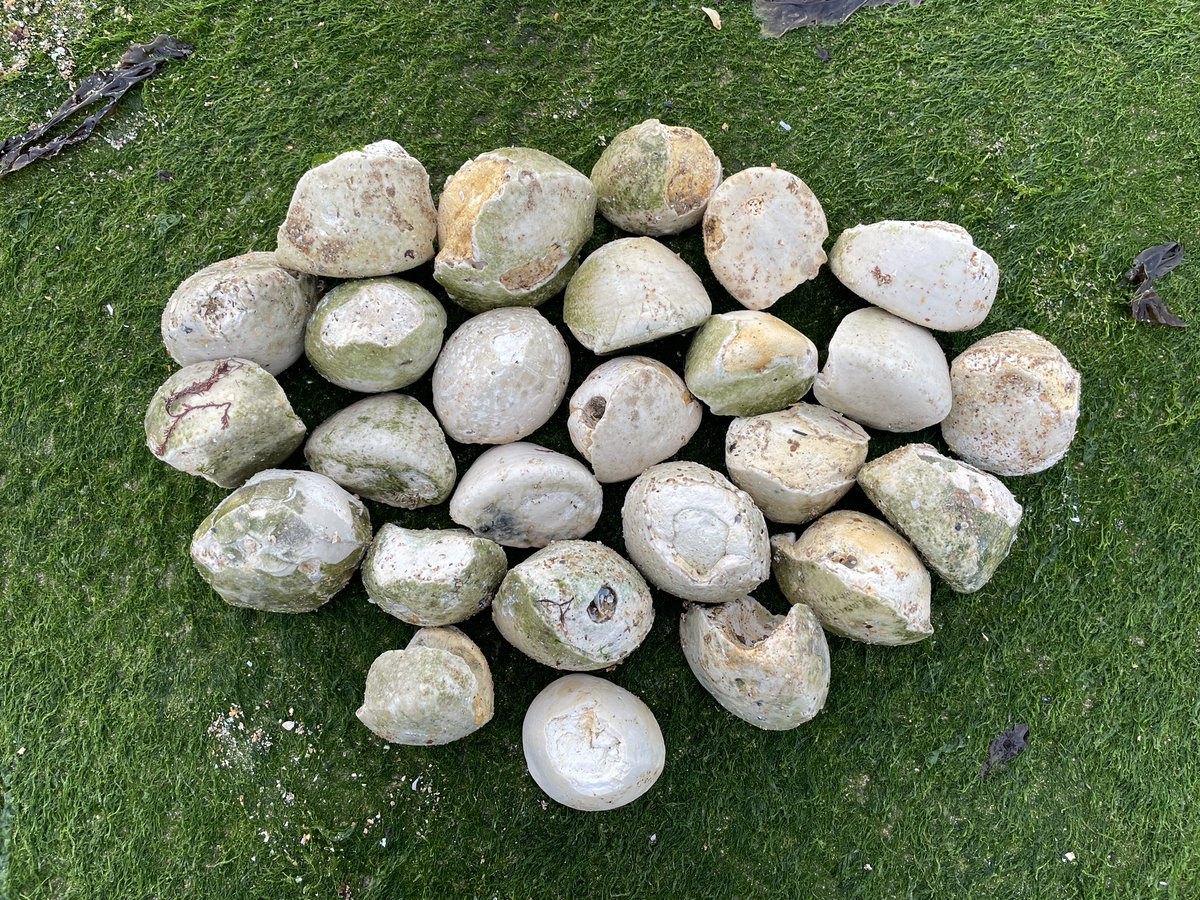 LondonMudlark's tweet photo. I’ve been larking close to home with my little apprentices (twin 1 and twin 2) over Christmas and New Year. Today we went to our favourite fossil spot to look for fairy loaves - fossilised chalk casts of ancient sea urchins. Most were broken, but we took a few home

#Mudlarking https://t.co/E3SYFJ0j1E