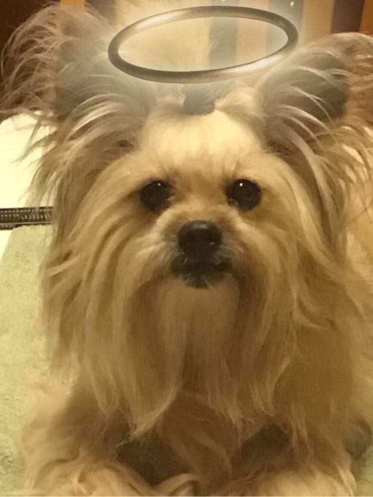 ❣️❤️Merlin& Archie 😇@AngelMocha12🇨🇦🌹Me tweet media