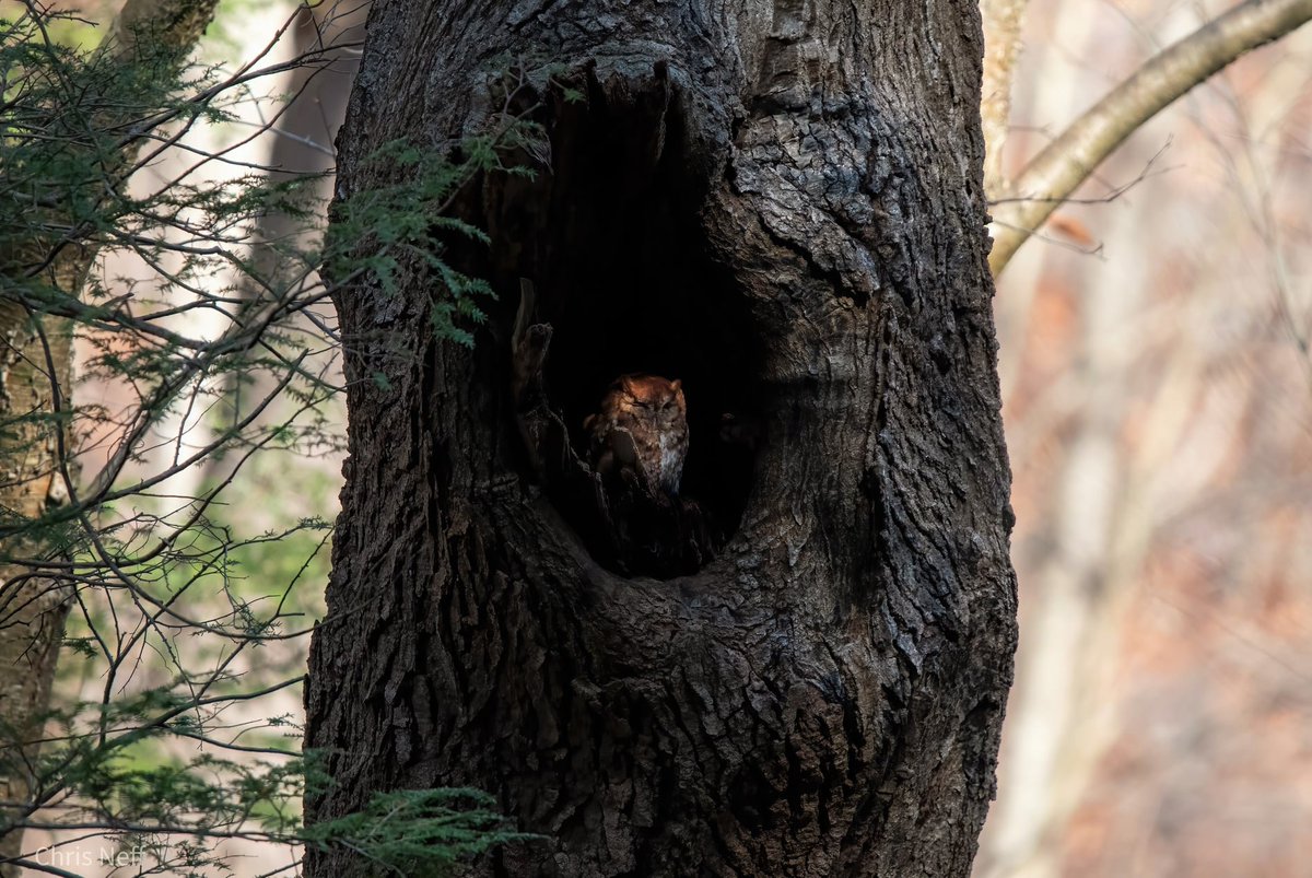 cneff's tweet photo. The magical screech owl (a red morph) undaunted

#nikonphotography #owls #birding https://t.co/LcPgbTOuua