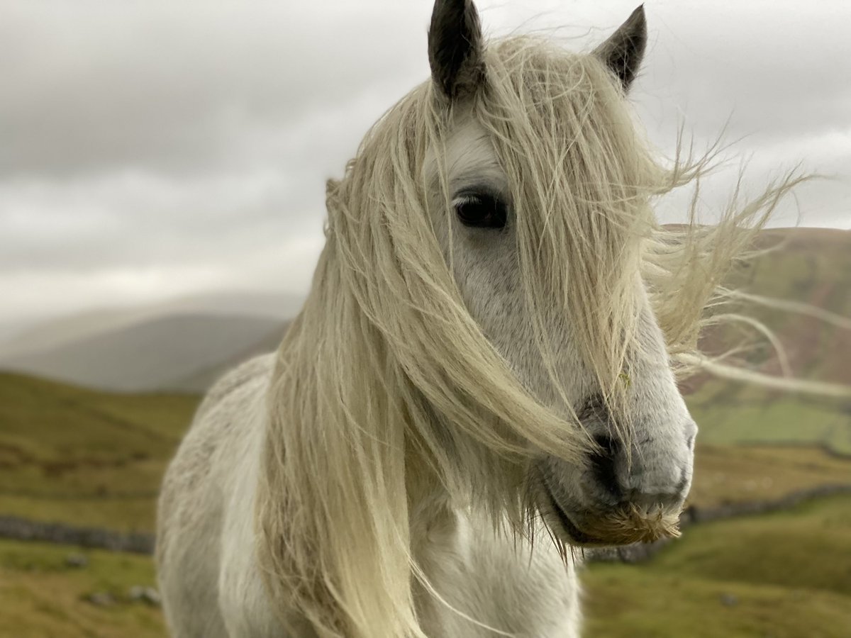 woolismybread's tweet photo. Love spending time with the herd … #fellpony #pony #walk #shepherdess #love #wander https://t.co/9MV8N7IsVa