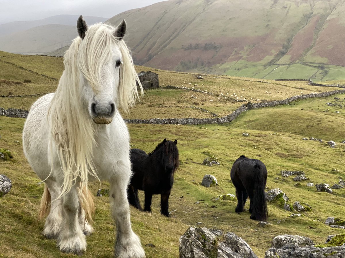 woolismybread's tweet photo. Love spending time with the herd … #fellpony #pony #walk #shepherdess #love #wander https://t.co/9MV8N7IsVa