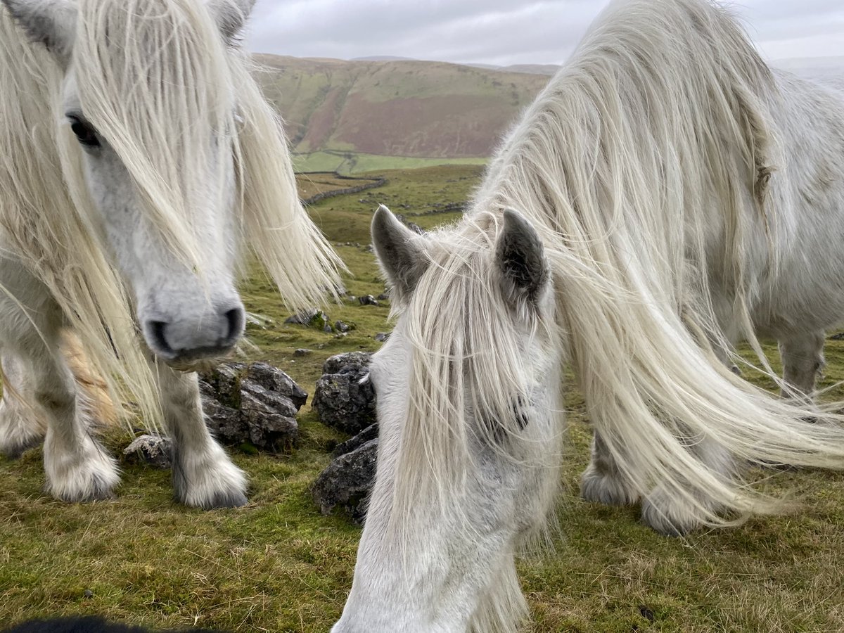 woolismybread's tweet photo. Love spending time with the herd … #fellpony #pony #walk #shepherdess #love #wander https://t.co/9MV8N7IsVa