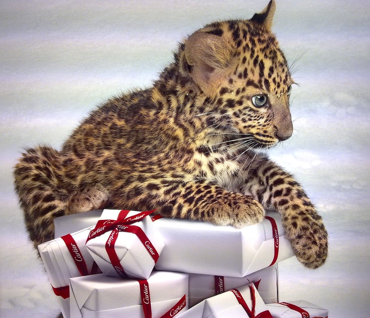 Tommy Pettersson (@tommypettersson) on Twitter photo 