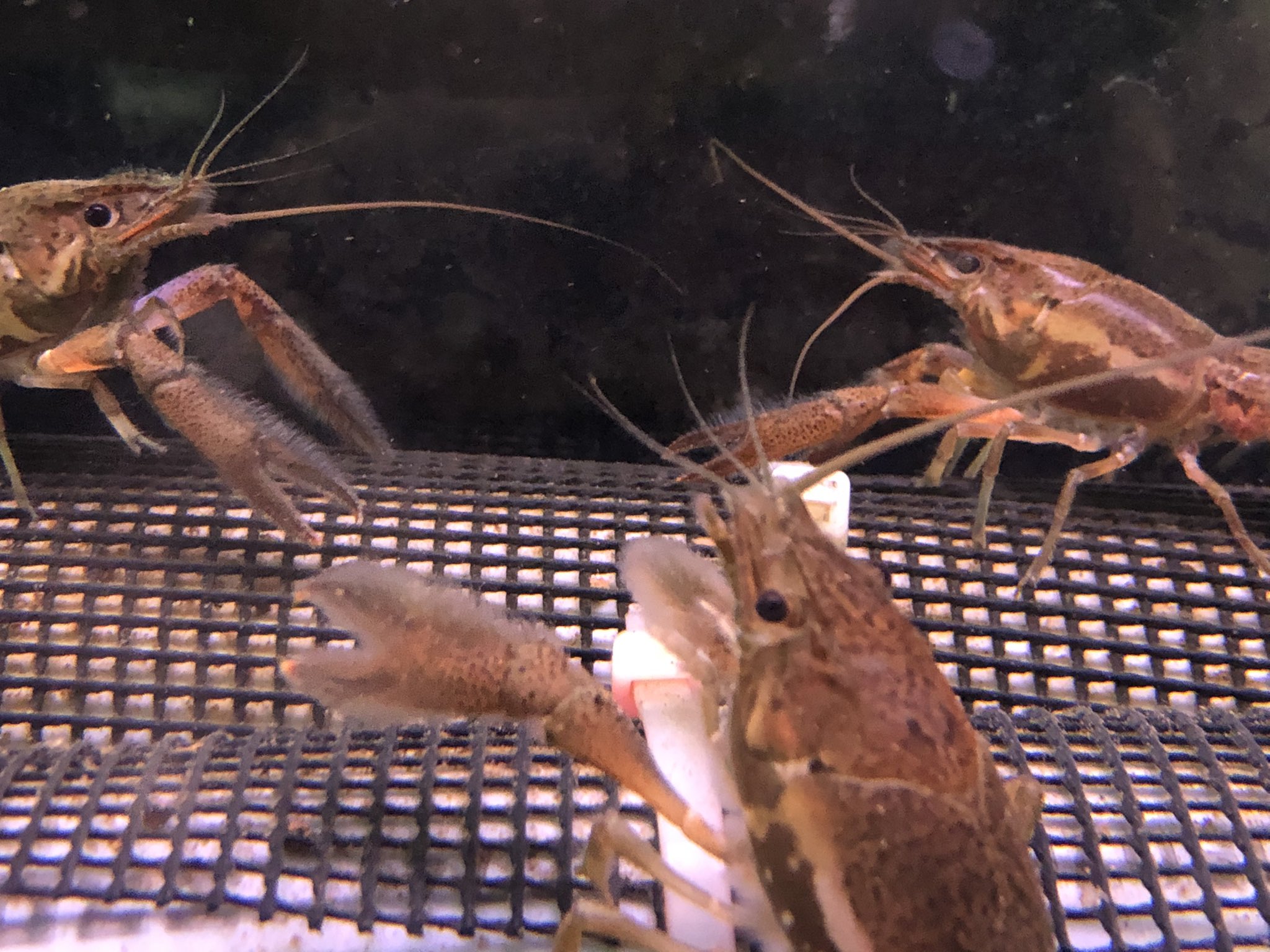 ラマシー ๑ و Catemacoensis Twitter