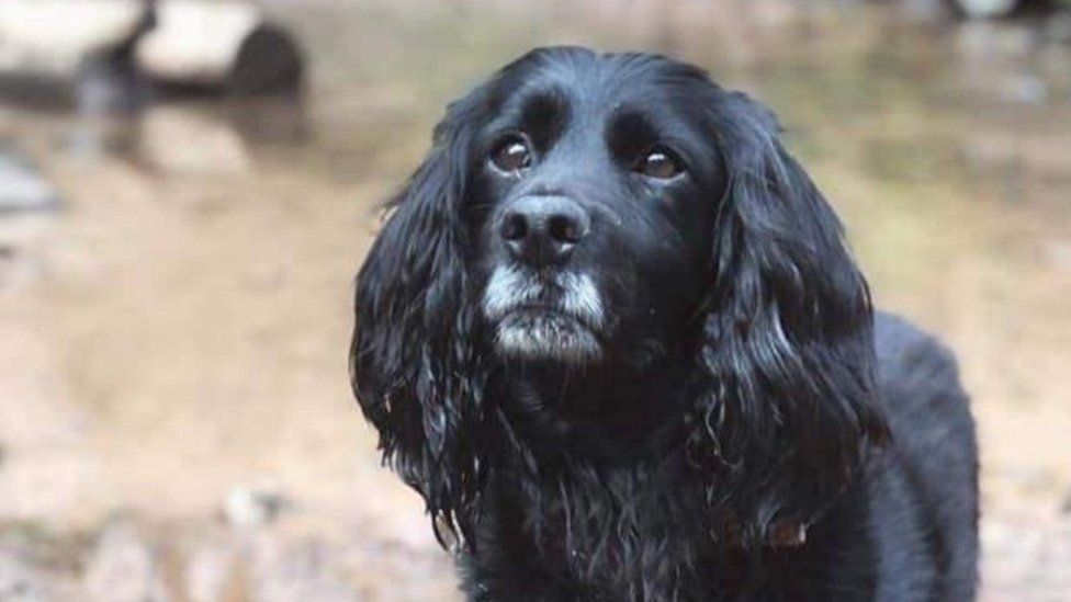 Please retweet to help FIND SCOTT, STOLEN #SOMERSET #UK 
MORE info👇
bbc.co.uk/news/uk-englan… #dogs #NewYear  #DogsofTwittter