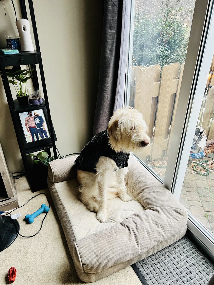 tifink's tweet photo. My nephdog is feeling his Christmas gift. He said “aye take a off guard picture for me real quick” #canadapooch https://t.co/lLAerSr60W