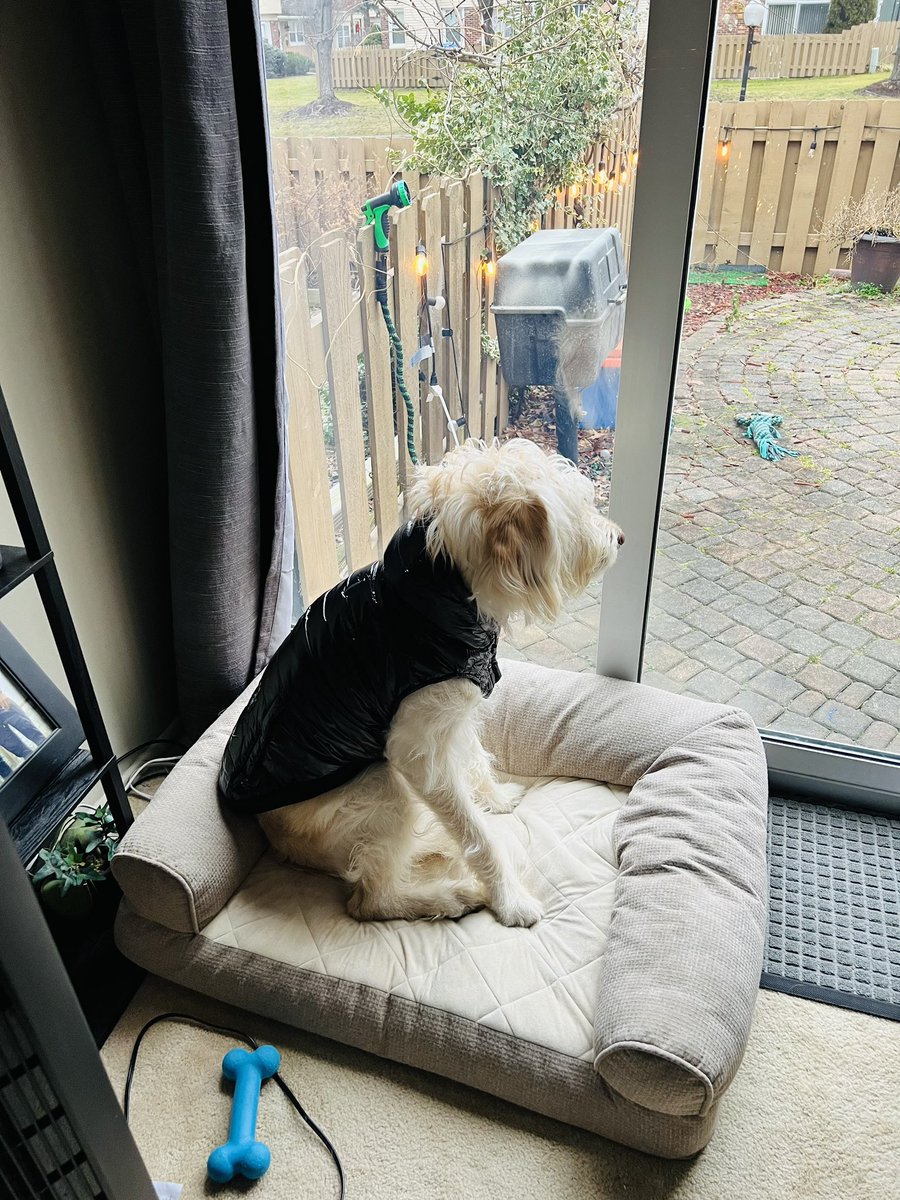 tifink's tweet photo. My nephdog is feeling his Christmas gift. He said “aye take a off guard picture for me real quick” #canadapooch https://t.co/lLAerSr60W