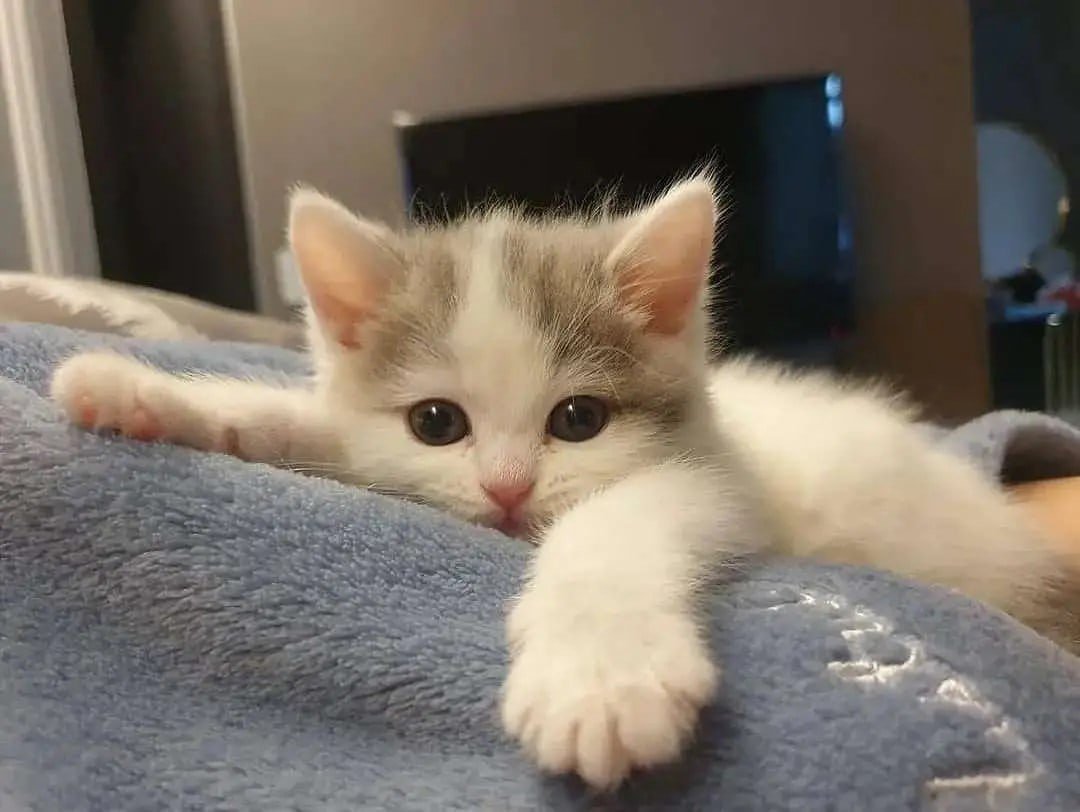 stilinskispn's tweet photo. 🌸 #ЦепочкаТвиттерских 💮

Условия:
️😺 читай меня (я #взаимный на 100%)
😻 ретвит/фав этого твита
😼 будь взаимным и читай ретвитнувших/фавнувших

🌸️ *Шутка про 0 рт* 🌸

🌺 #взаимная #followback 🌻
🏵 ️#взаимныеподписки 🌼
🌸 #цепочкафолловеров 🌺 
💮 #взаимныйфолловинг 🌷 https://t.co/IjKMMhk20O