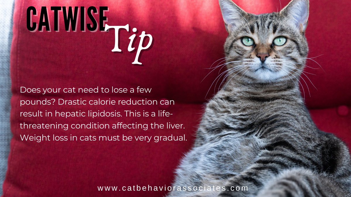 Weight loss in cats must be very gradual. The safest thing to do is consult with your veterinarian to determine what your cat's ideal weight should be and how much to feed to maintain good health and slow, safe weight loss.