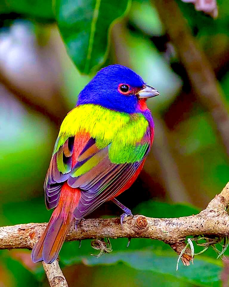 Painted Bunting, Southwestern United States 🇺🇸, Mexico 🇲🇽, 🇨🇺, and Central America! Happy New Year! 🥳💥🍾🥳!