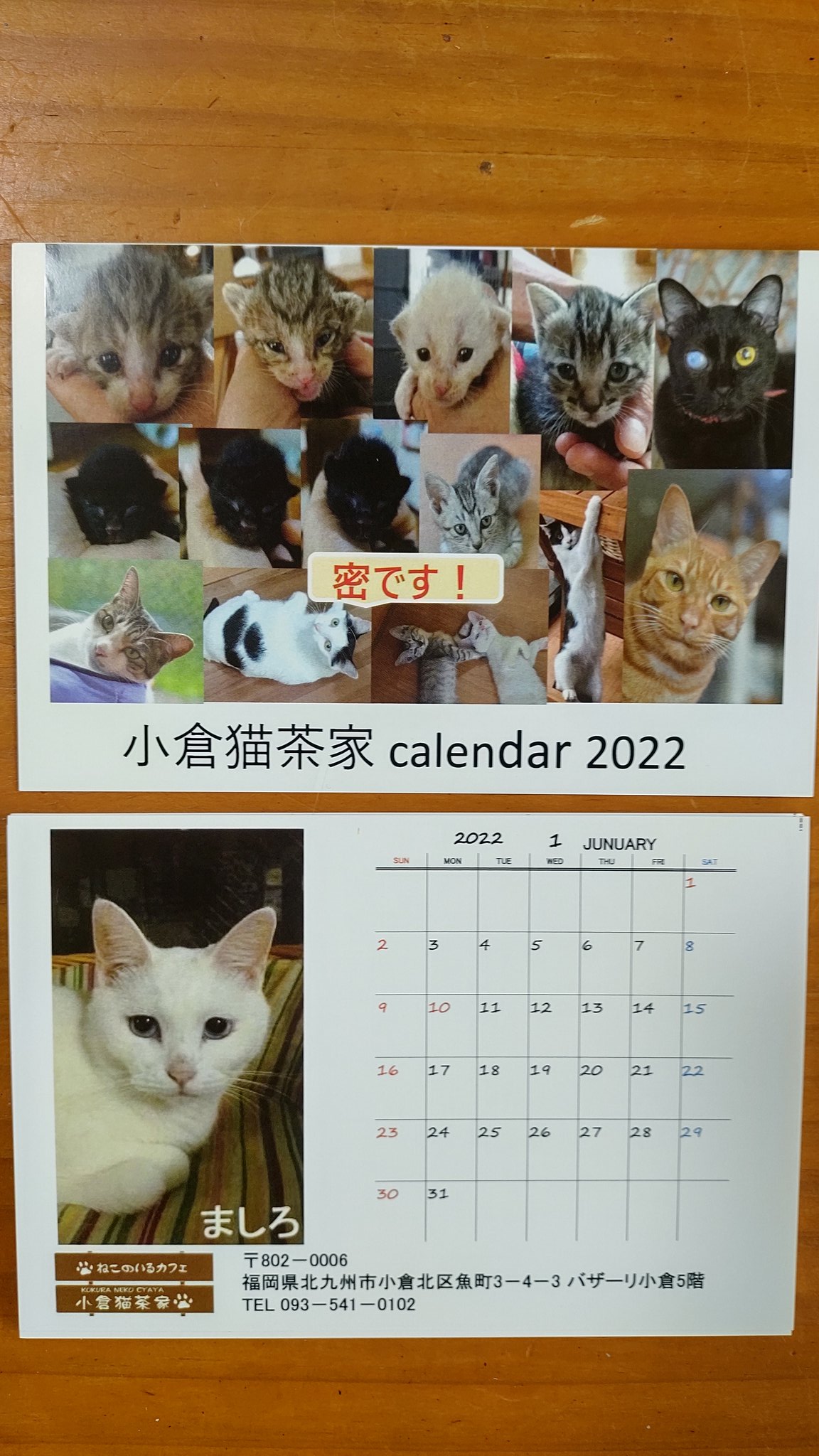 保護猫カフェ 小倉猫茶家 小倉猫茶家カレンダー1月はねこ天使 ましろちゃん です T Co E8eq5cnrob Twitter