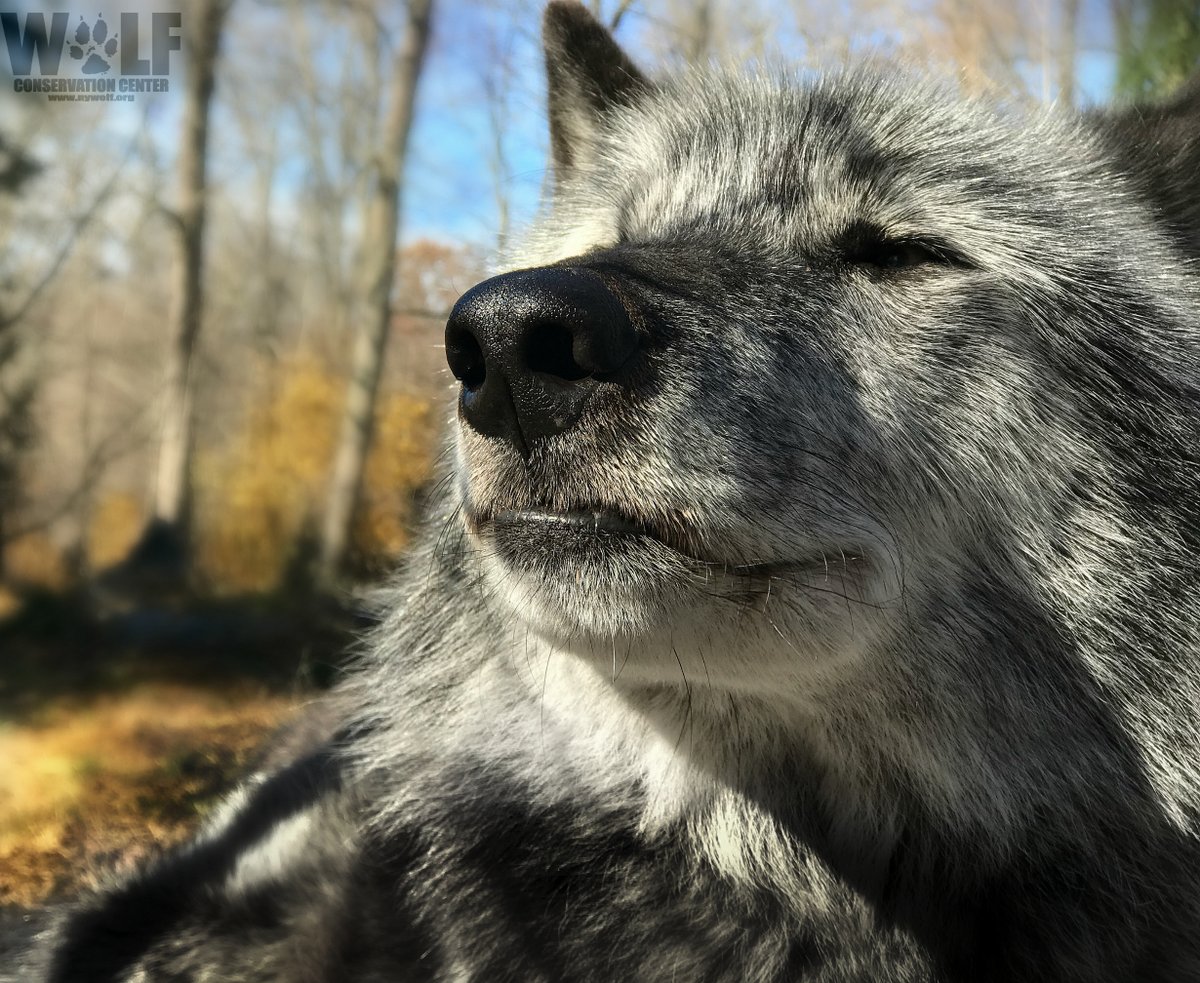 Inhale the positive 🐺