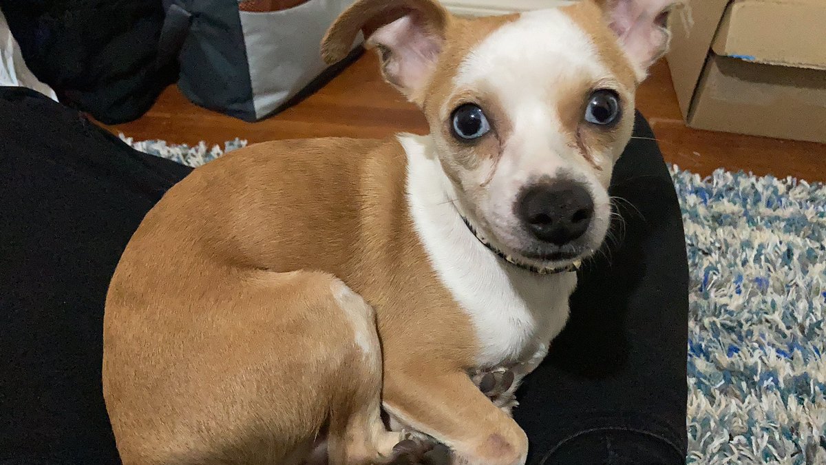saul_tb's tweet photo. I got this dog on the Quick Trip on the corner of W Twelfth Street and S Zang Blvd, Oak Cliff. #Dallas #OakCliff #DallasTexas #Dallasdog https://t.co/PoA0CA1kxs