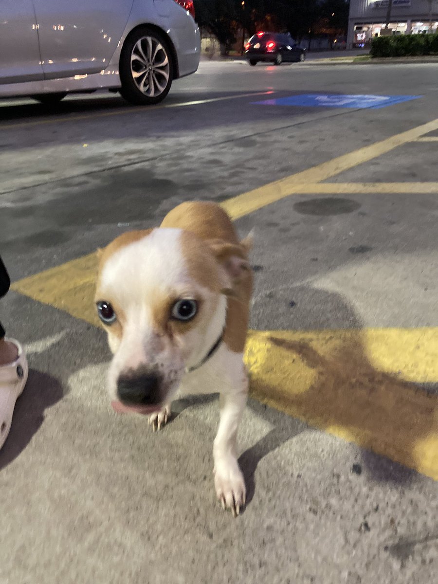 saul_tb's tweet photo. I got this dog on the Quick Trip on the corner of W Twelfth Street and S Zang Blvd, Oak Cliff. #Dallas #OakCliff #DallasTexas #Dallasdog https://t.co/PoA0CA1kxs