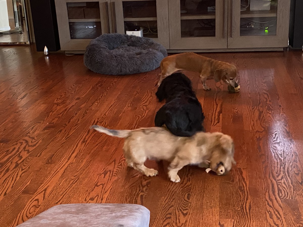 ryan_donovan's tweet photo. Happy New Year 2022! May this year allow you to create the joy and success that you desire! And celebrate the moments of happiness and wins from the past… #hootsuitelife #dachshunds #hootdogs https://t.co/psOu4m2KST